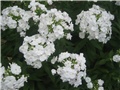 B. PHLOX